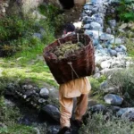 hunza-wine-grapes