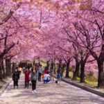 5 Beautiful Destinations to Enjoy Blossom in Hunza