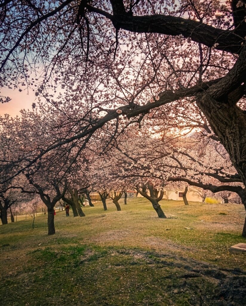 Blossom | Sageerphotos